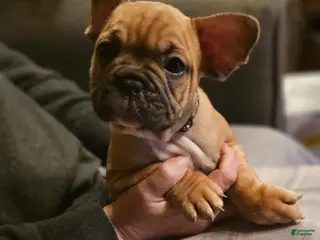 French Bulldog dogs Tank - Ad 2