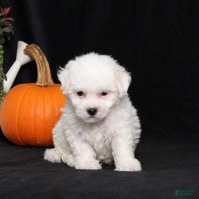 Bichon Frise dogs Lady - Ad 2