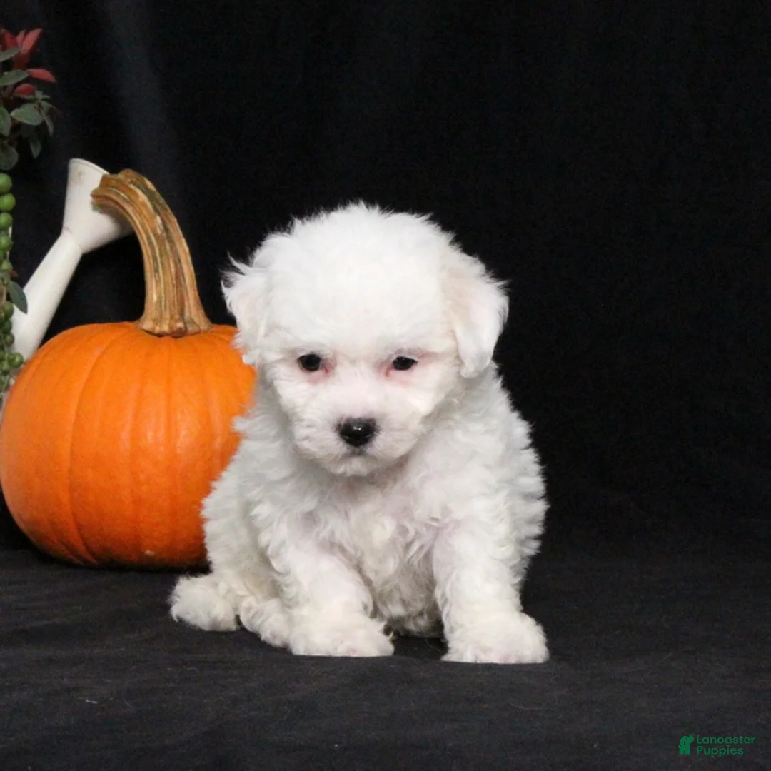 Bichon Frise dogs for sale: Lady - Ad 2