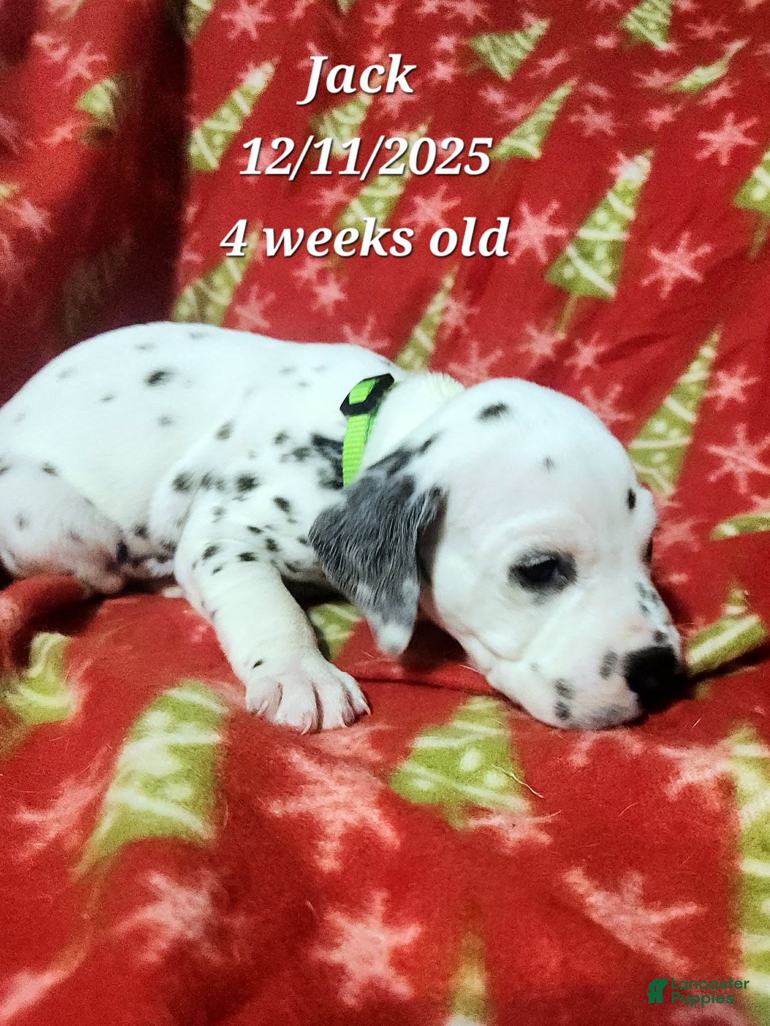 Dalmatian dogs Dalmatian Puppy 9 - Ad 14