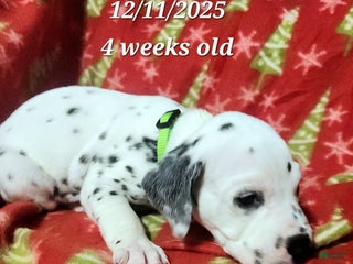 Dalmatian dogs Dalmatian Puppy 9 - Ad 14