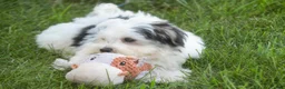 Havanese dogs for sale: Twila Havanese Puppy  - Ad 12