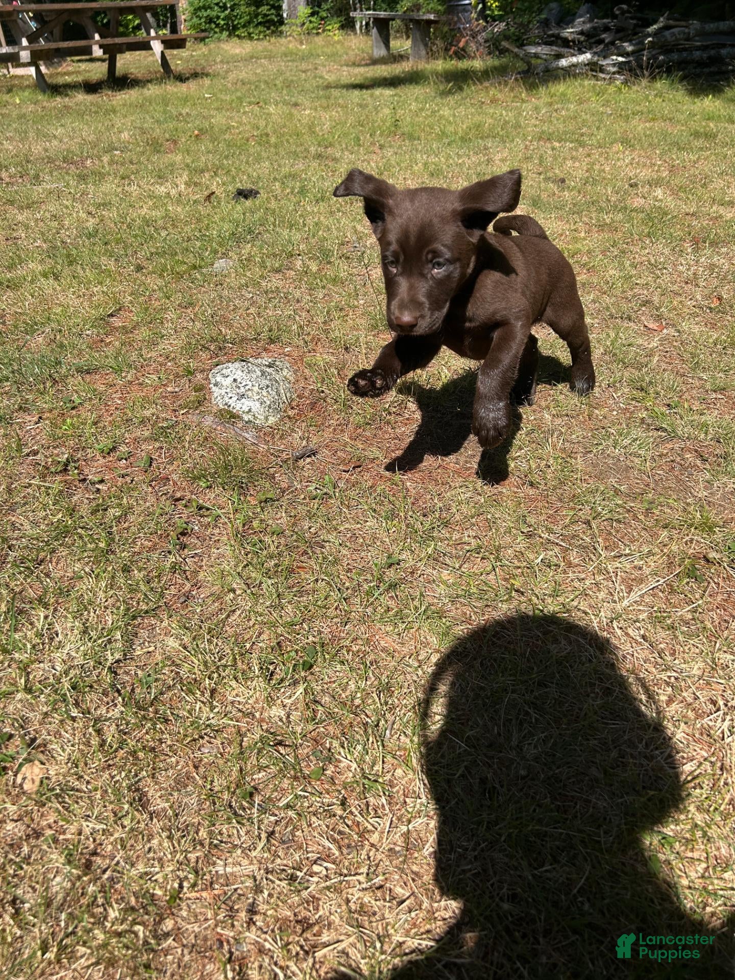 Labrador Retriever dogs Ricky - Ad 15