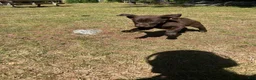 Labrador Retriever dogs for sale: Ricky - Ad 1