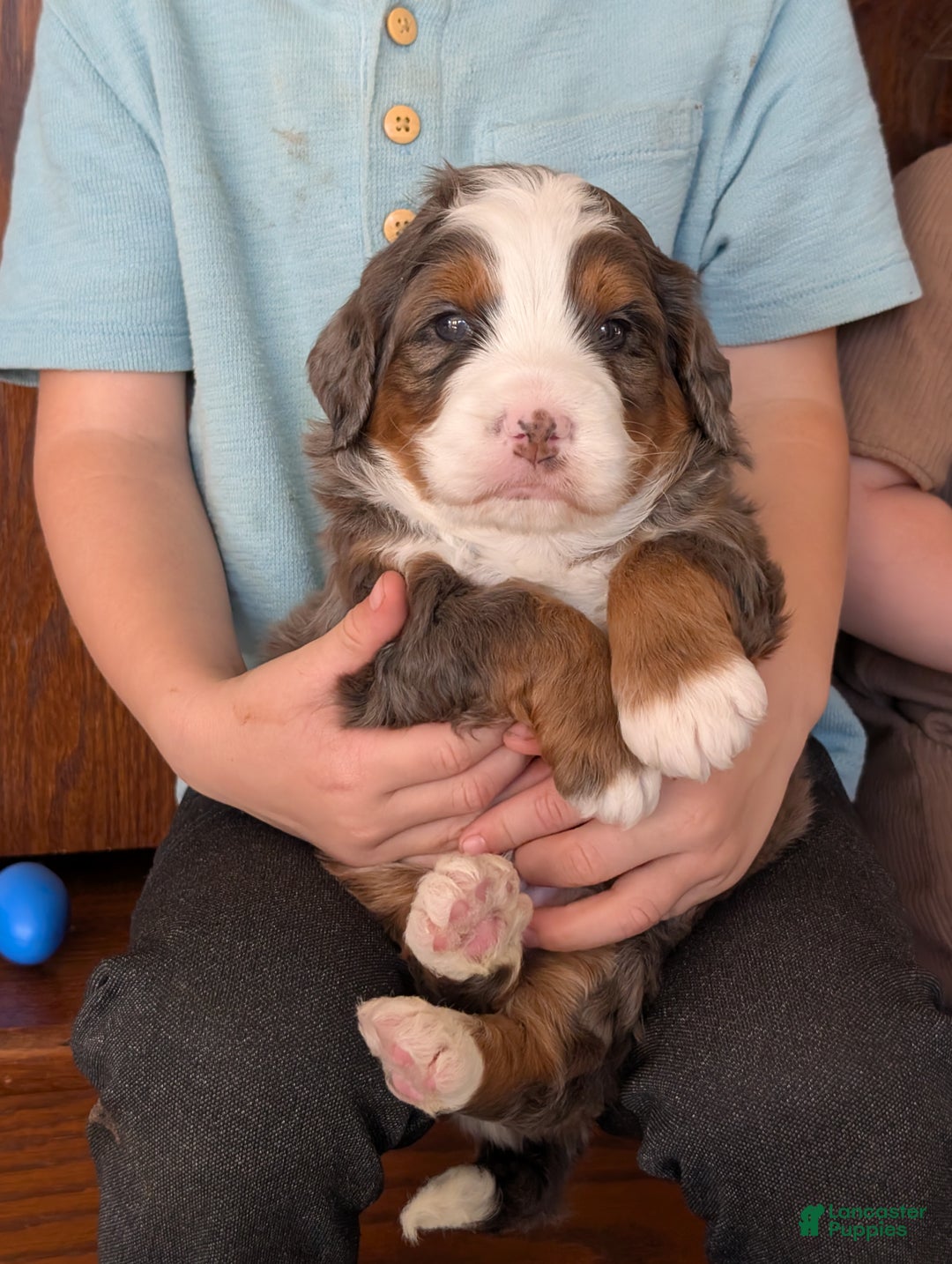 Mini Bernedoodle dogs for sale: Mini Marlo  - Ad 13