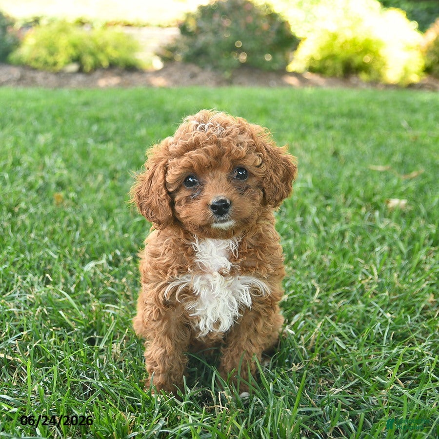 Cavapoo dogs Diamond  - Ad 1