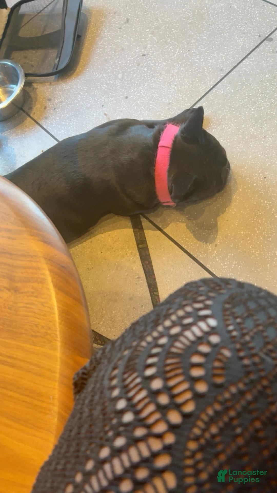 French Bulldog dogs for sale: French Bulldog Puppy 3 - Ad 2