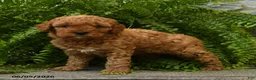 Miniature Poodle dogs for sale: Hershey - Ad 4