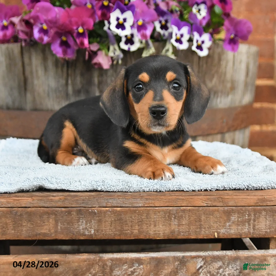 Dachshund dogs for sale: Bingo - Ad 1
