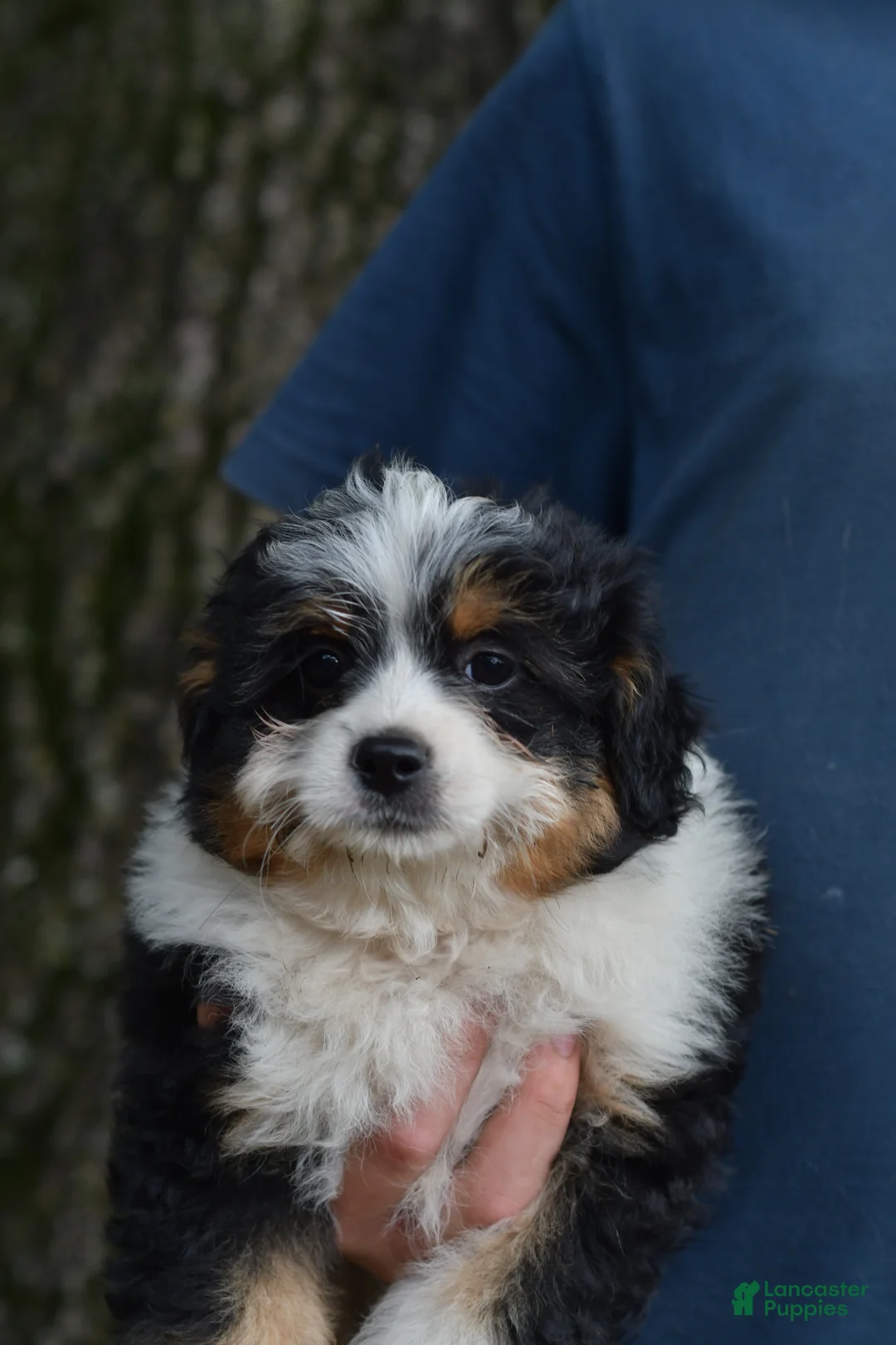 Aussiedoodle dogs for sale: Steak - Ad 1