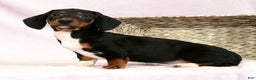 Miniature Dachshund dogs for sale: Skye - Ad 8