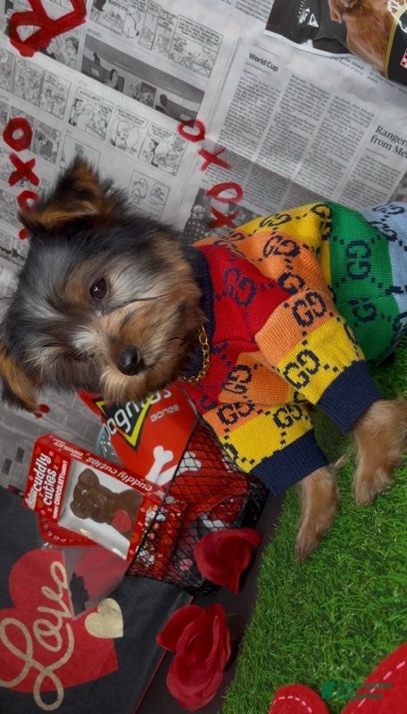 Yorkshire Terrier dogs Chosen - Ad 19