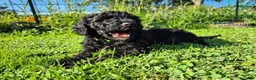 Mini Sheepadoodle dogs for sale: Apollo - Ad 10