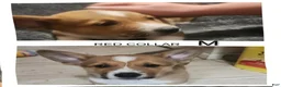 American Corgi dogs for sale: Sailor  - Ad 1