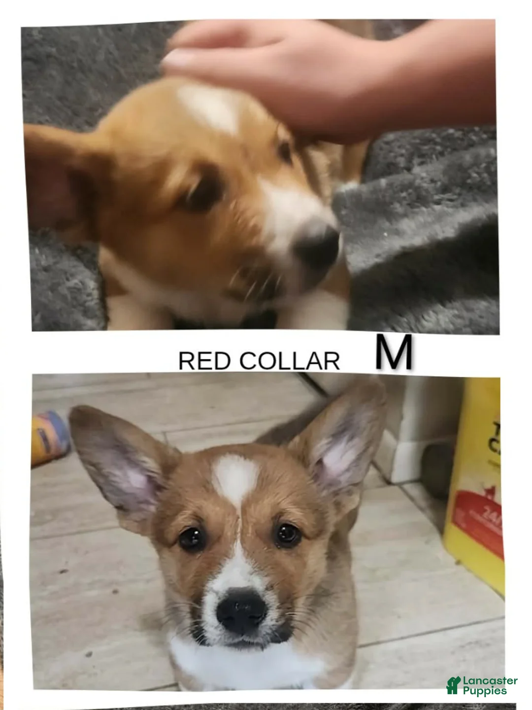 American Corgi dogs for sale: Sailor  - Ad 1