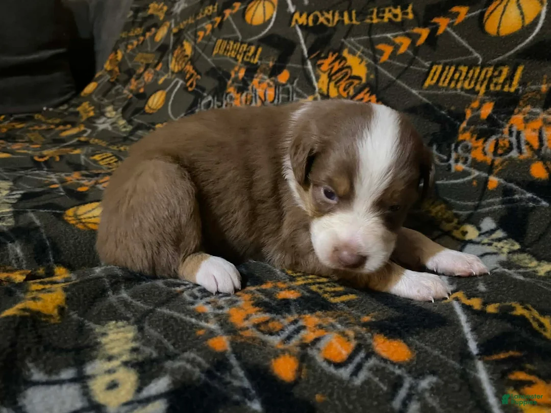 Australian Shepherd dogs for sale: Australian Shepherd Puppy 3 - Ad 2