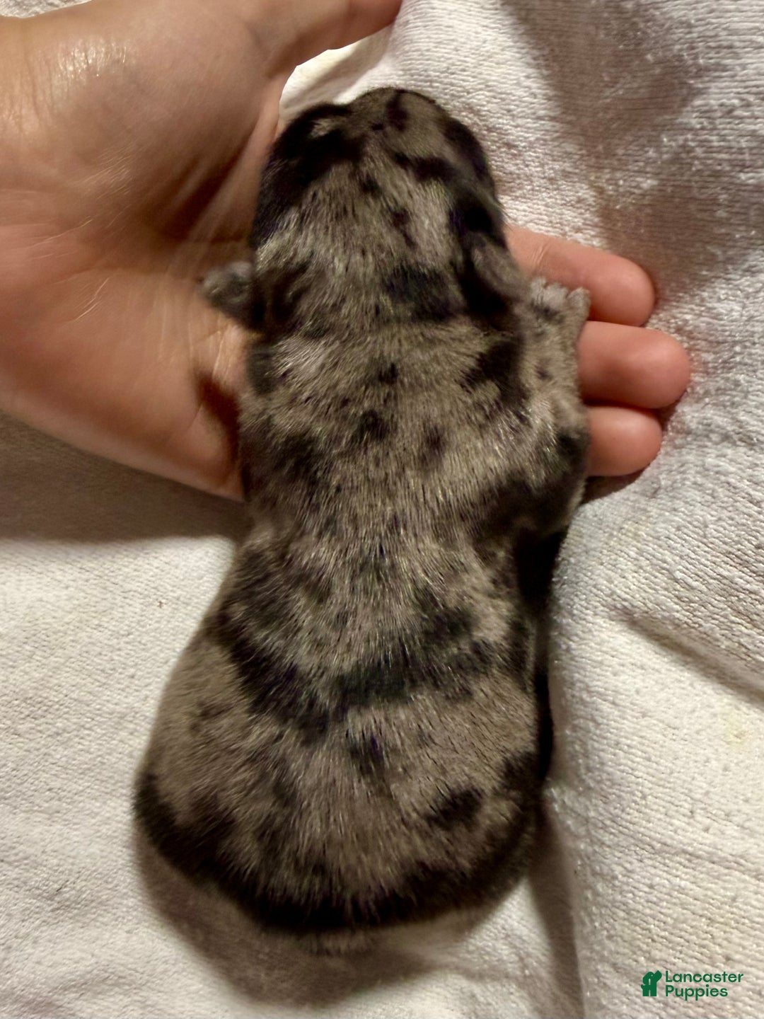 French Bulldog dogs for sale: Prince - Ad 5