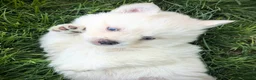 Pomsky dogs for sale: Mr Asher - Ad 4
