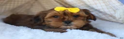 Shorkie dogs for sale: RANDY - Ad 10