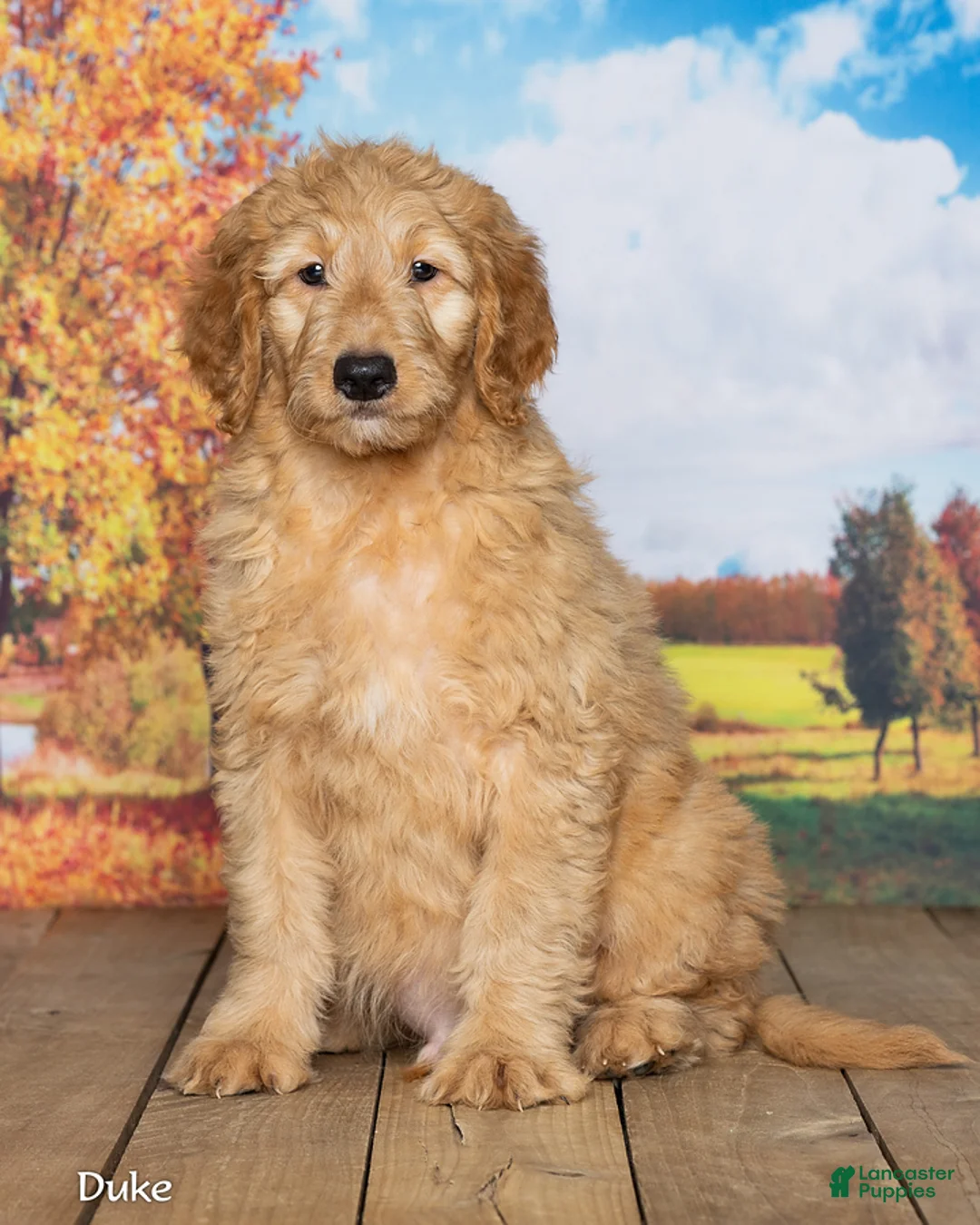 Goldendoodle dogs for sale: Duke - Ad 2