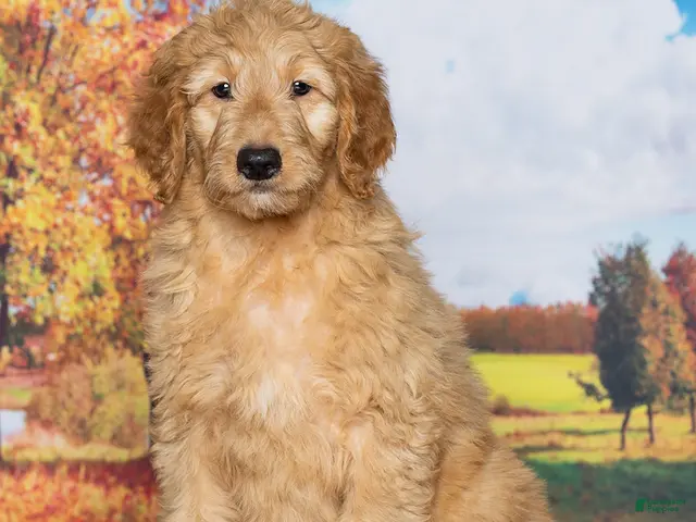 Goldendoodle dogs for sale: Duke - Ad 2