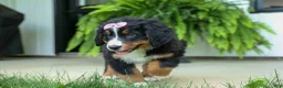Bernese Mountain Dog dogs for sale: SALLY - Ad 18