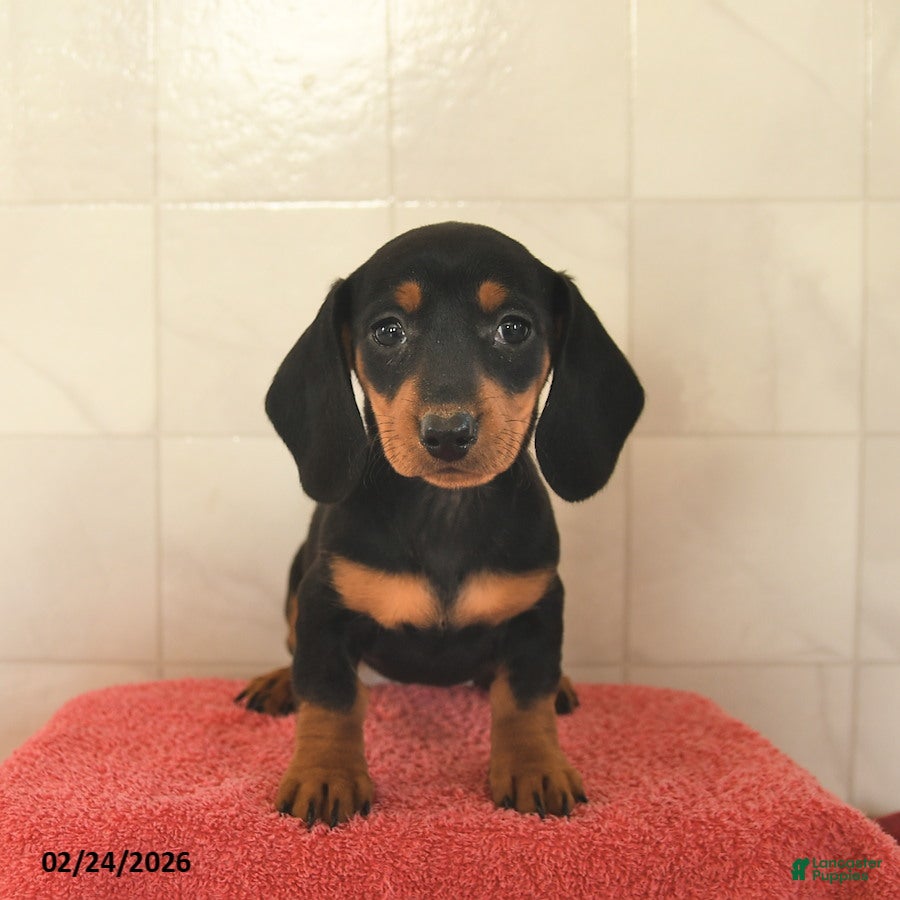 Miniature Dachshund dogs Flossy  - Ad 2