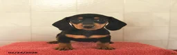 Miniature Dachshund dogs for sale: Flossy  - Ad 2