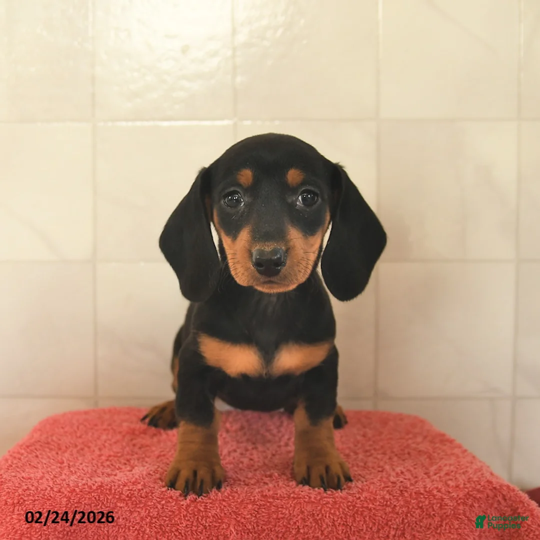 Miniature Dachshund dogs for sale: Flossy  - Ad 2