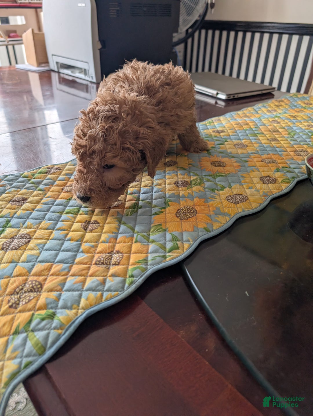 Goldendoodle dogs for sale: Steve - Ad 3