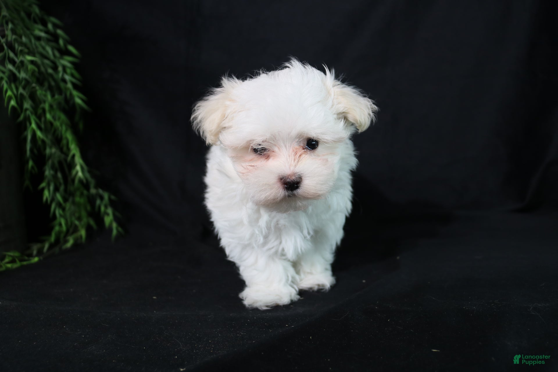 Maltese dogs Marty - Ad 1