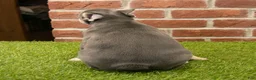 French Bulldog dogs for sale: Macy - Ad 6