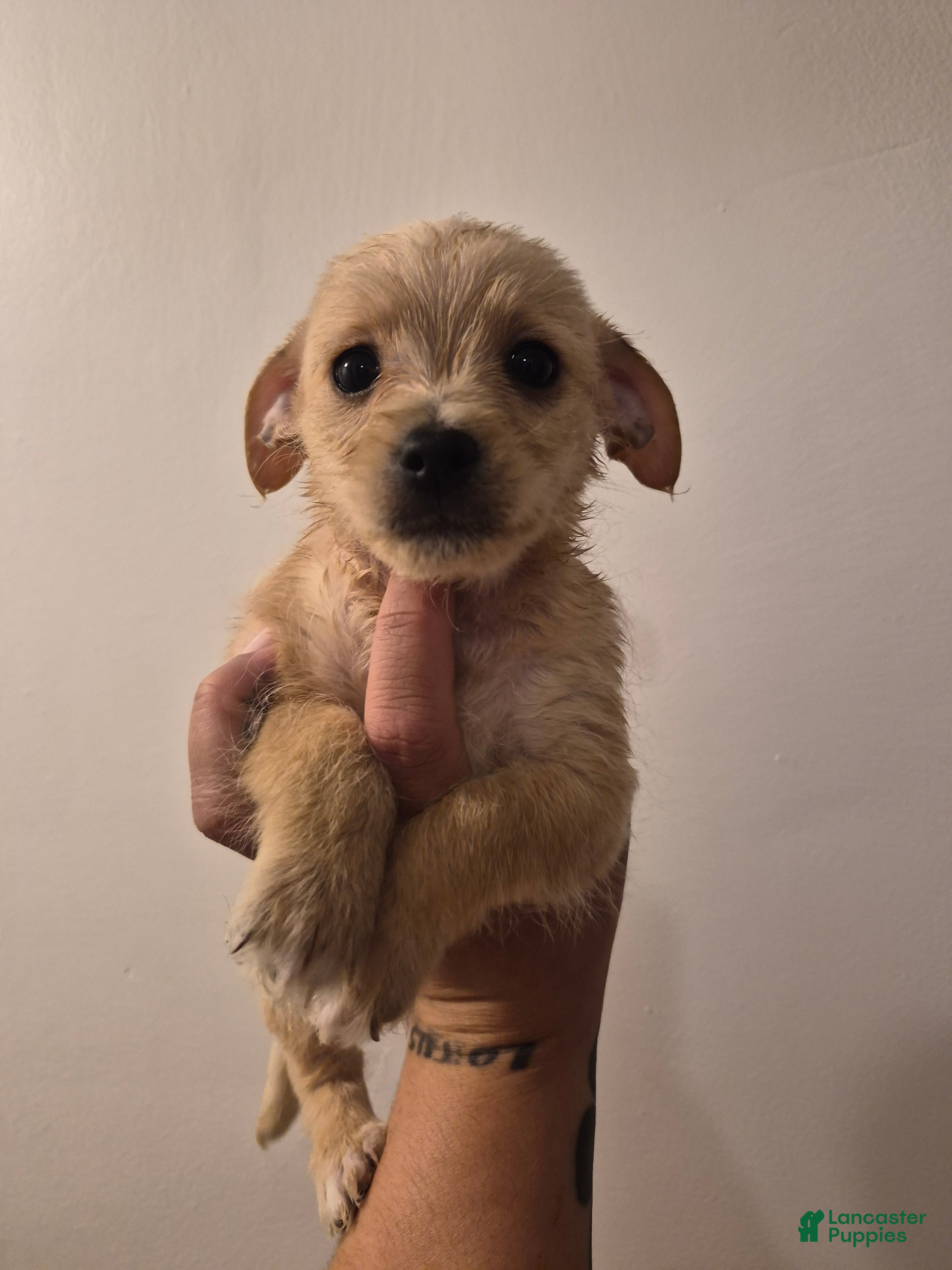 Chipoo dogs Chipoo Puppy 2 - Ad 1