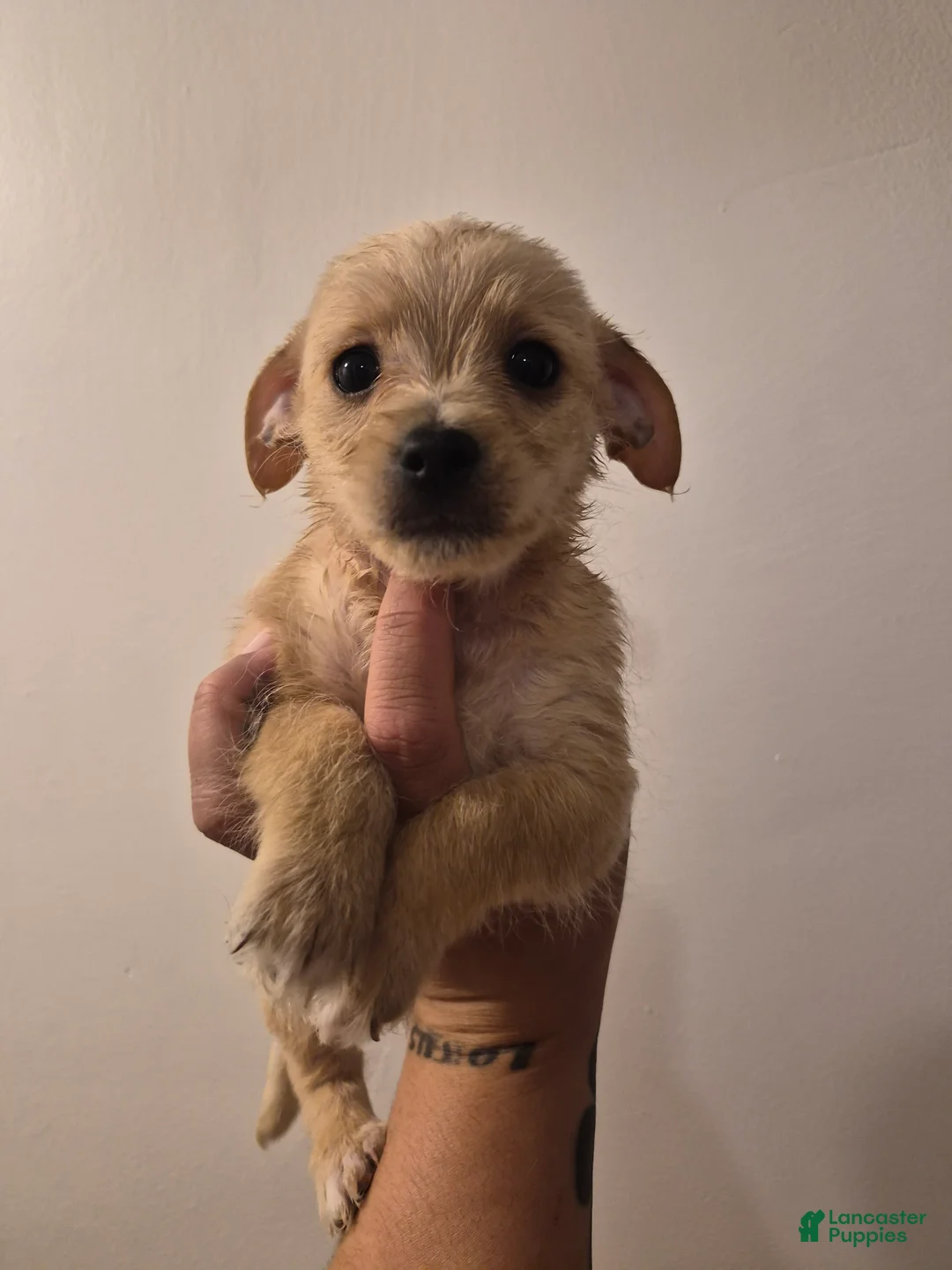 Chipoo dogs for sale: Chipoo Puppy 2 - Ad 1