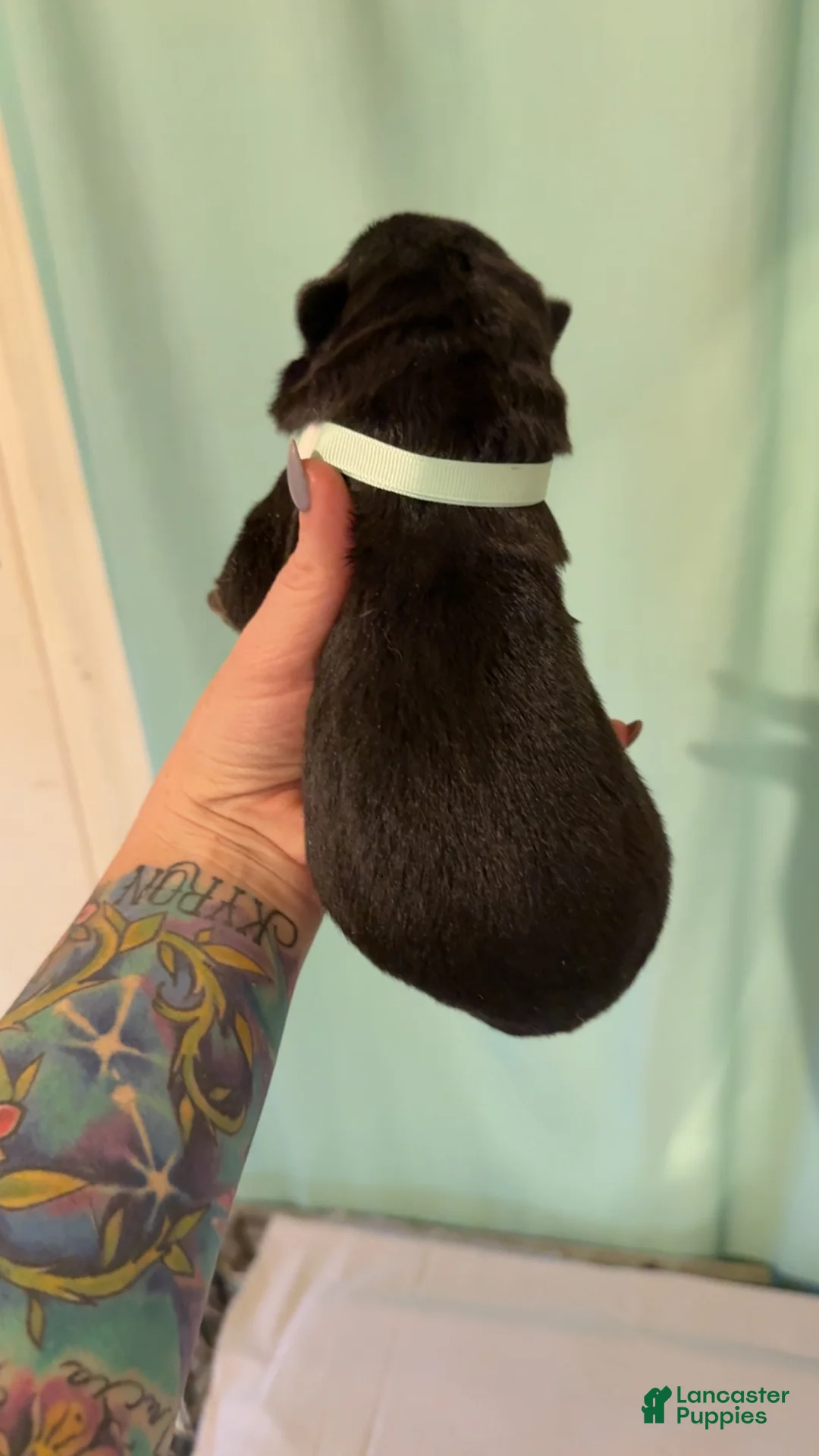 German Shepherd dogs for sale: German Shepherd 4 - Ad 2