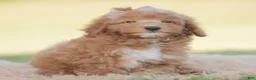 Mini Goldendoodle dogs for sale: Teddy bear - Ad 3