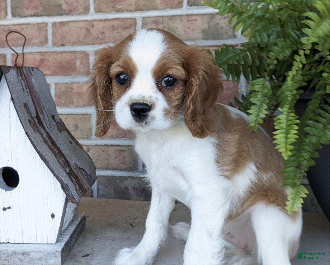 Cavalier King Charles Spaniel dogs Peaches - Ad 1