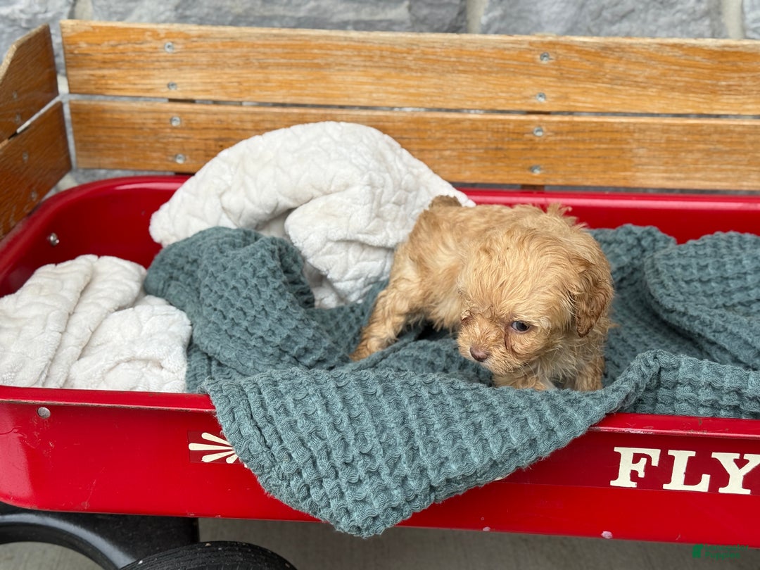 Cavapoo dogs for sale: Avalon - Ad 3