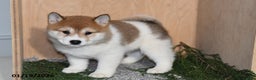 Shiba Inu dogs for sale: Rusty - Ad 2