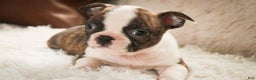 Boston Terrier dogs for sale: Kurt - Ad 2