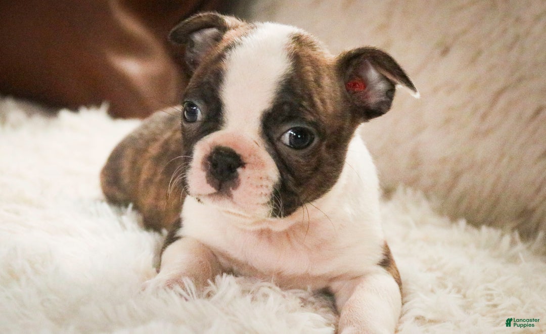 Boston Terrier dogs for sale: Kurt - Ad 2