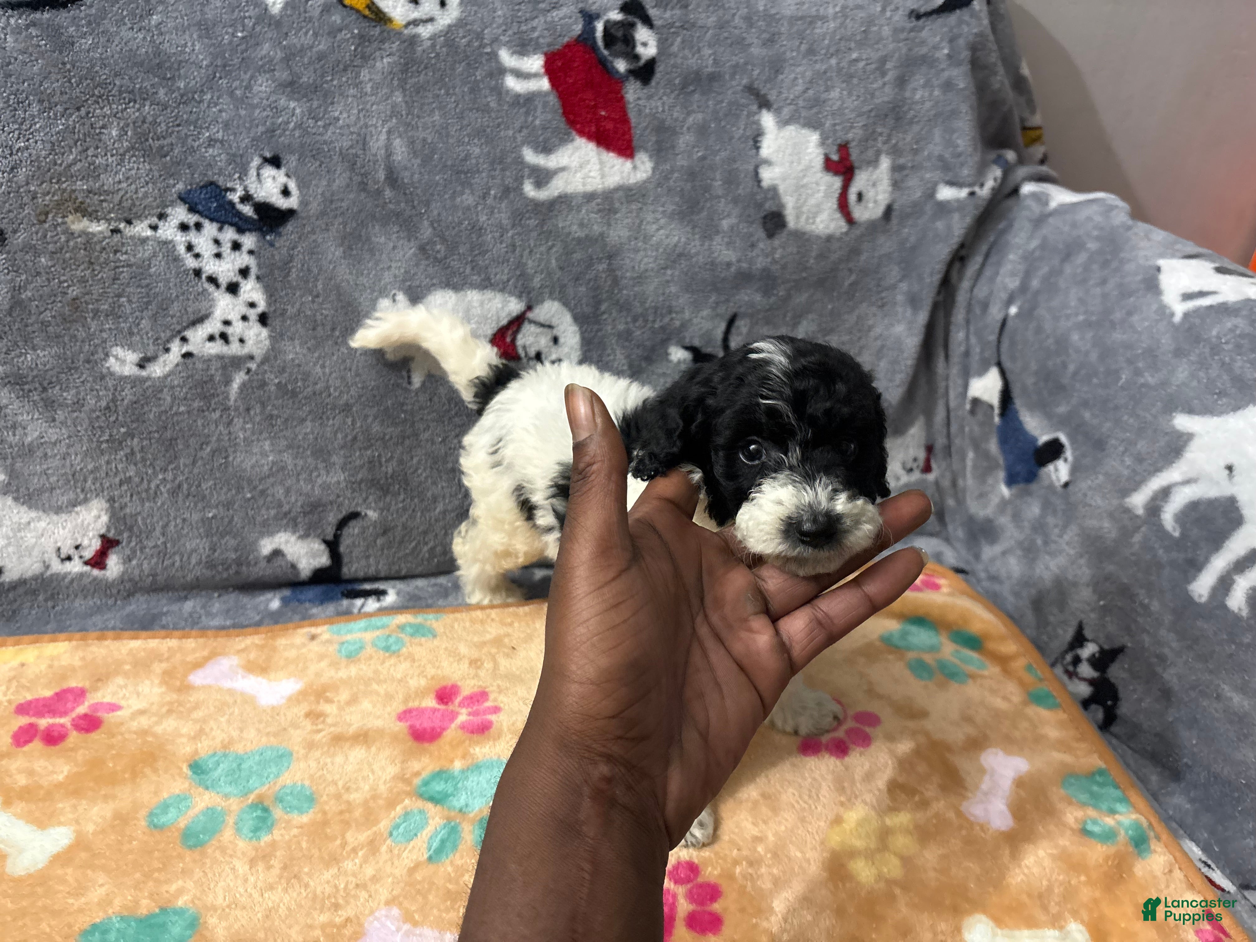 Labradoodle dogs  Candy  - Ad 11