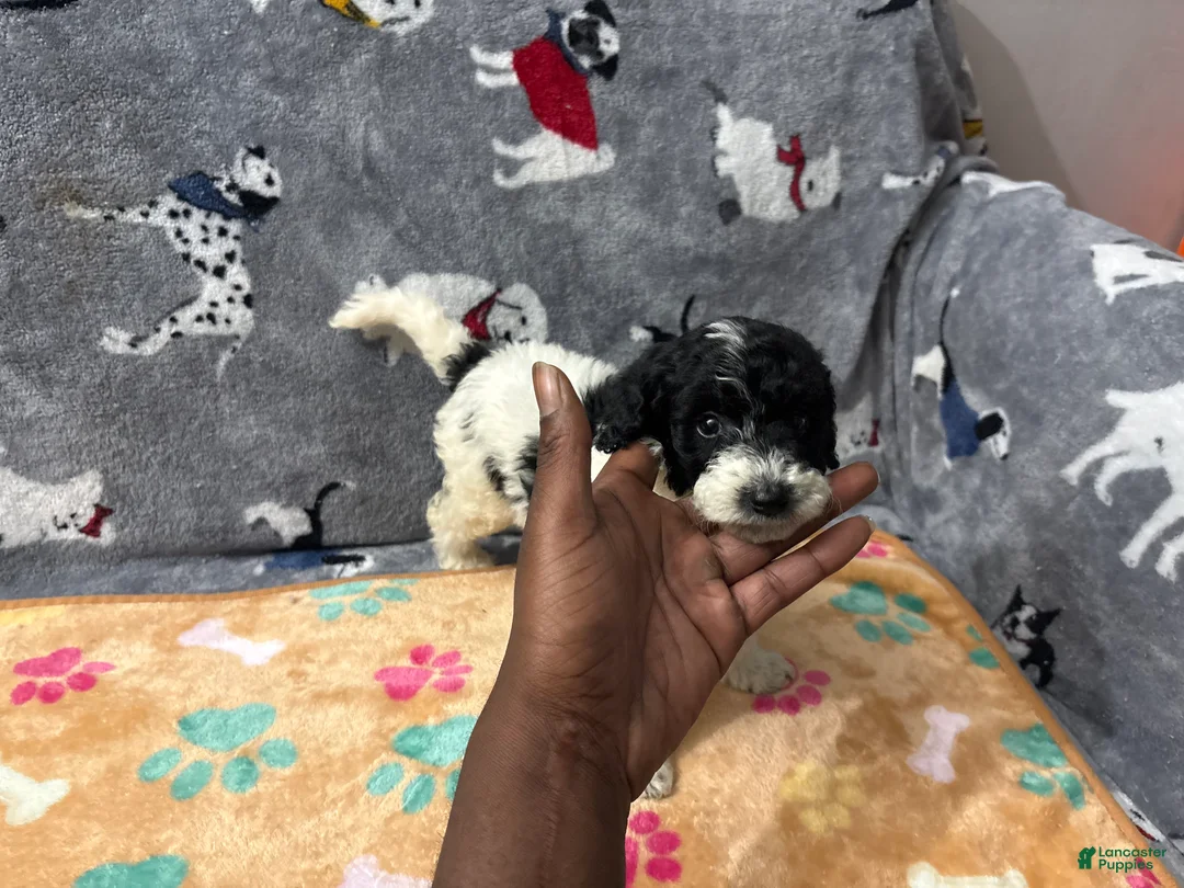 Labradoodle dogs for sale:  Candy  - Ad 1