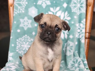 Jug dogs Jasper - Ad 21