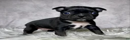 Mixed Breed dogs for sale: Miss Olive  - Ad 4