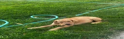 Mixed Breed dogs for sale: Golden Doodle - Ad 1
