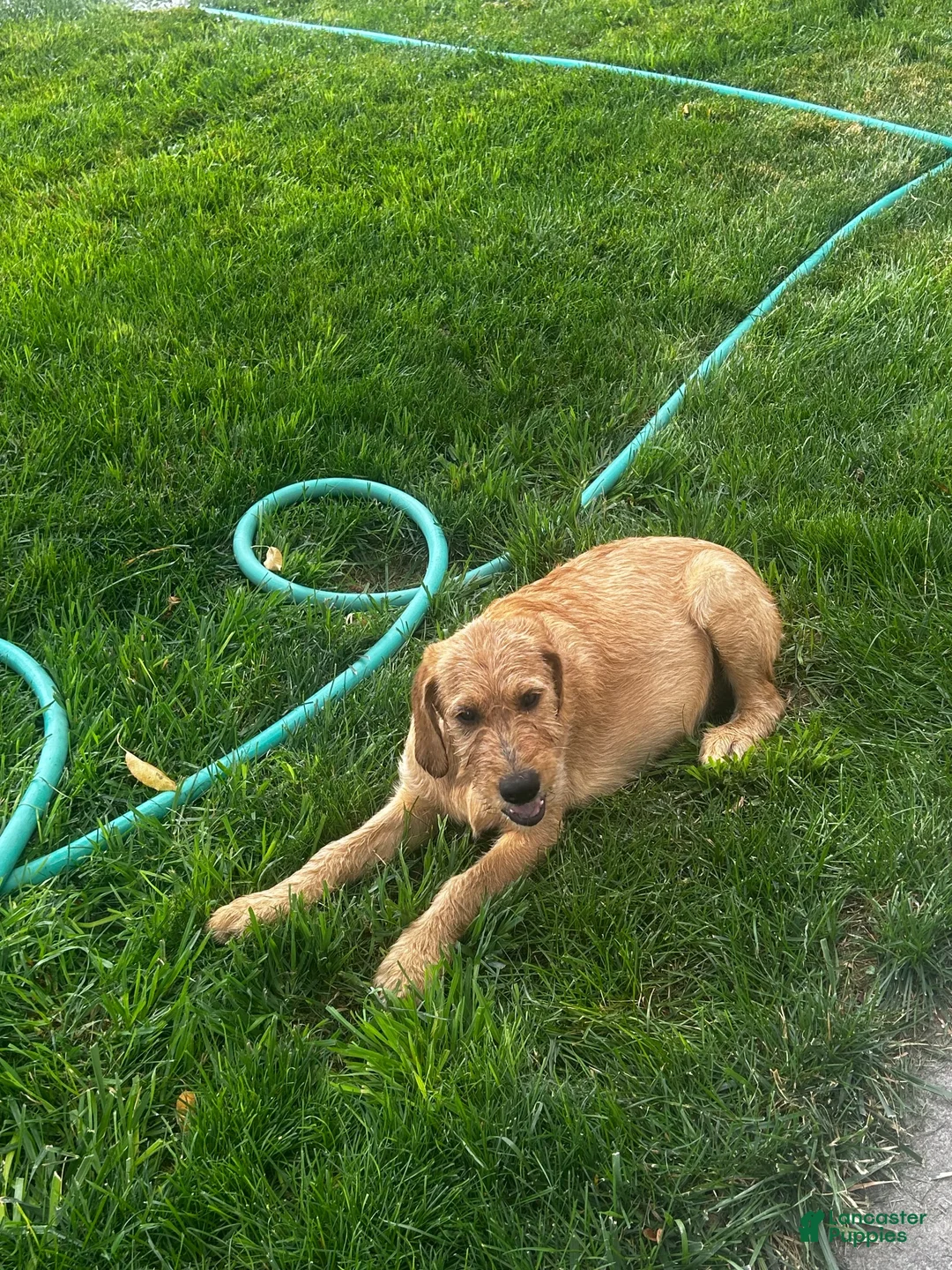Mixed Breed dogs for sale: Golden Doodle - Ad 1