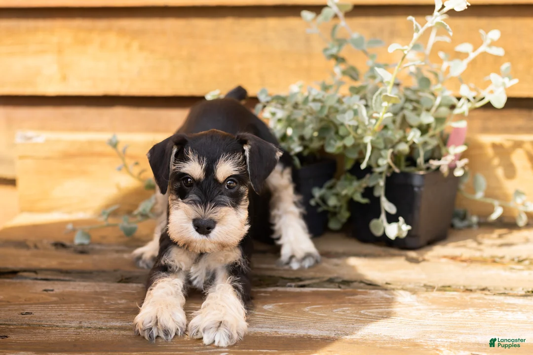 Miniature Schnauzer dogs for sale: Snickers  - Ad 2