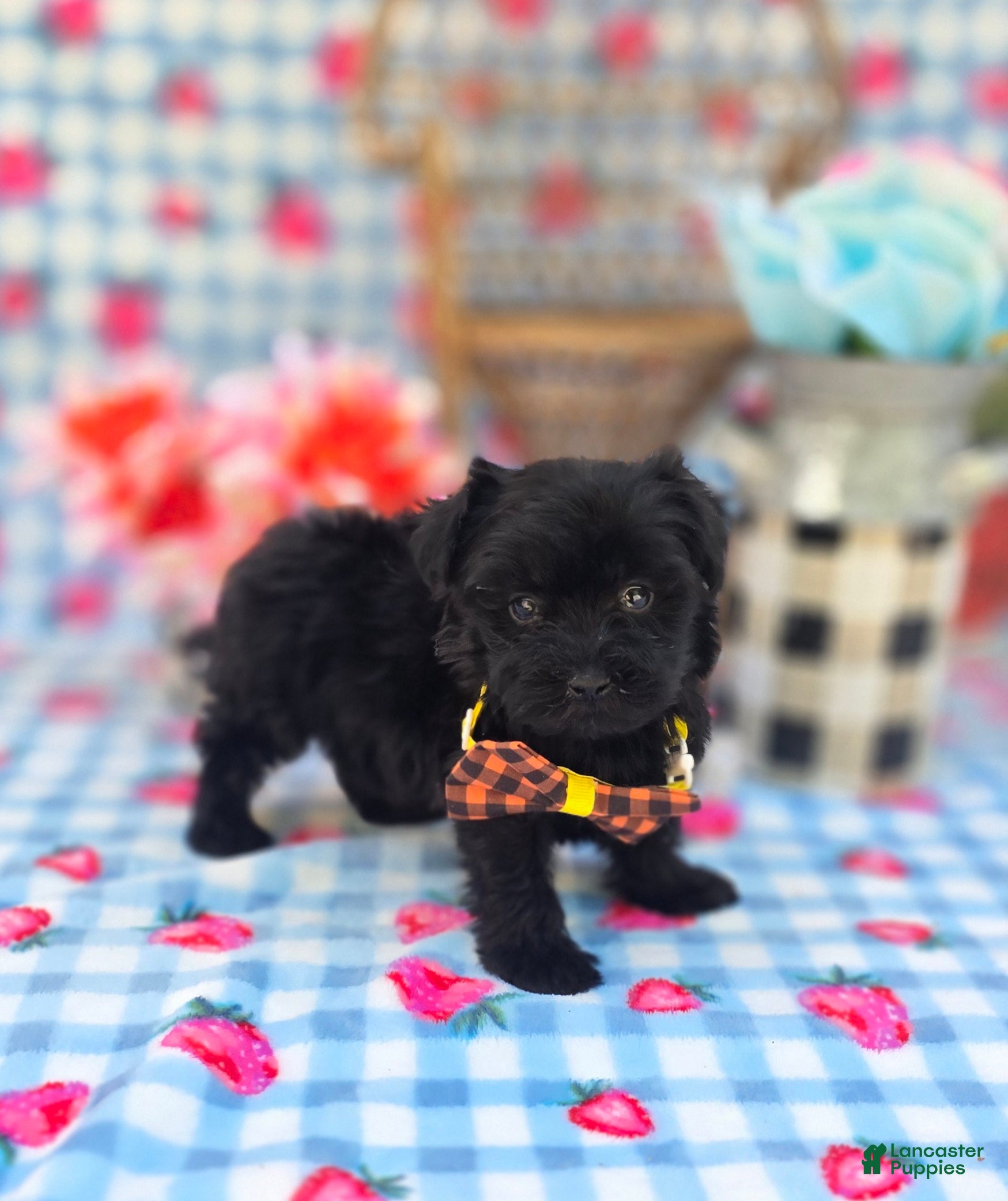 Maltipoo dogs Maltipoo Puppy 2 - Ad 2