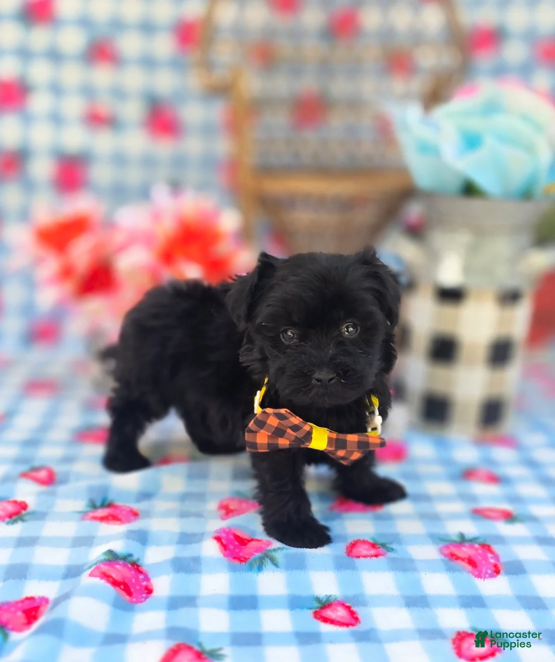 Maltipoo dogs for sale: Maltipoo Puppy 2 - Ad 2